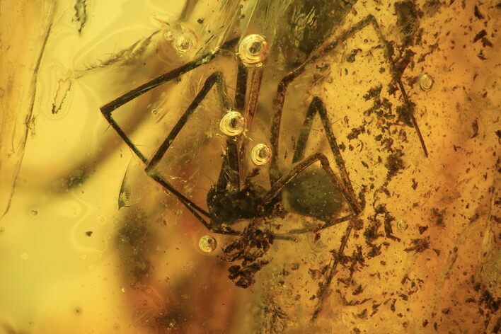 Detailed Fossil Spider (Araneae) In Baltic Amber #120611